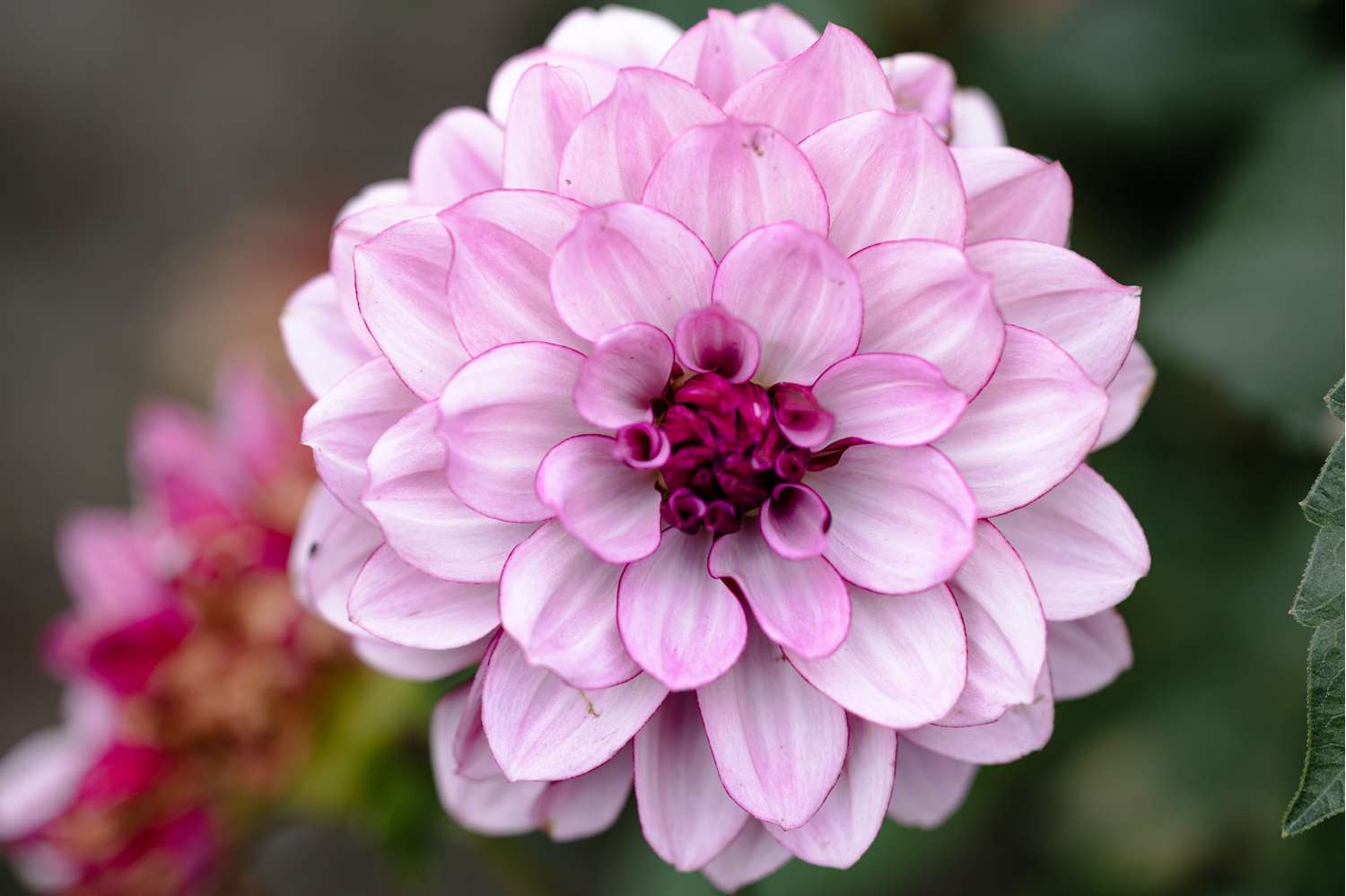 Dahlia 'Creme de Cassis'
